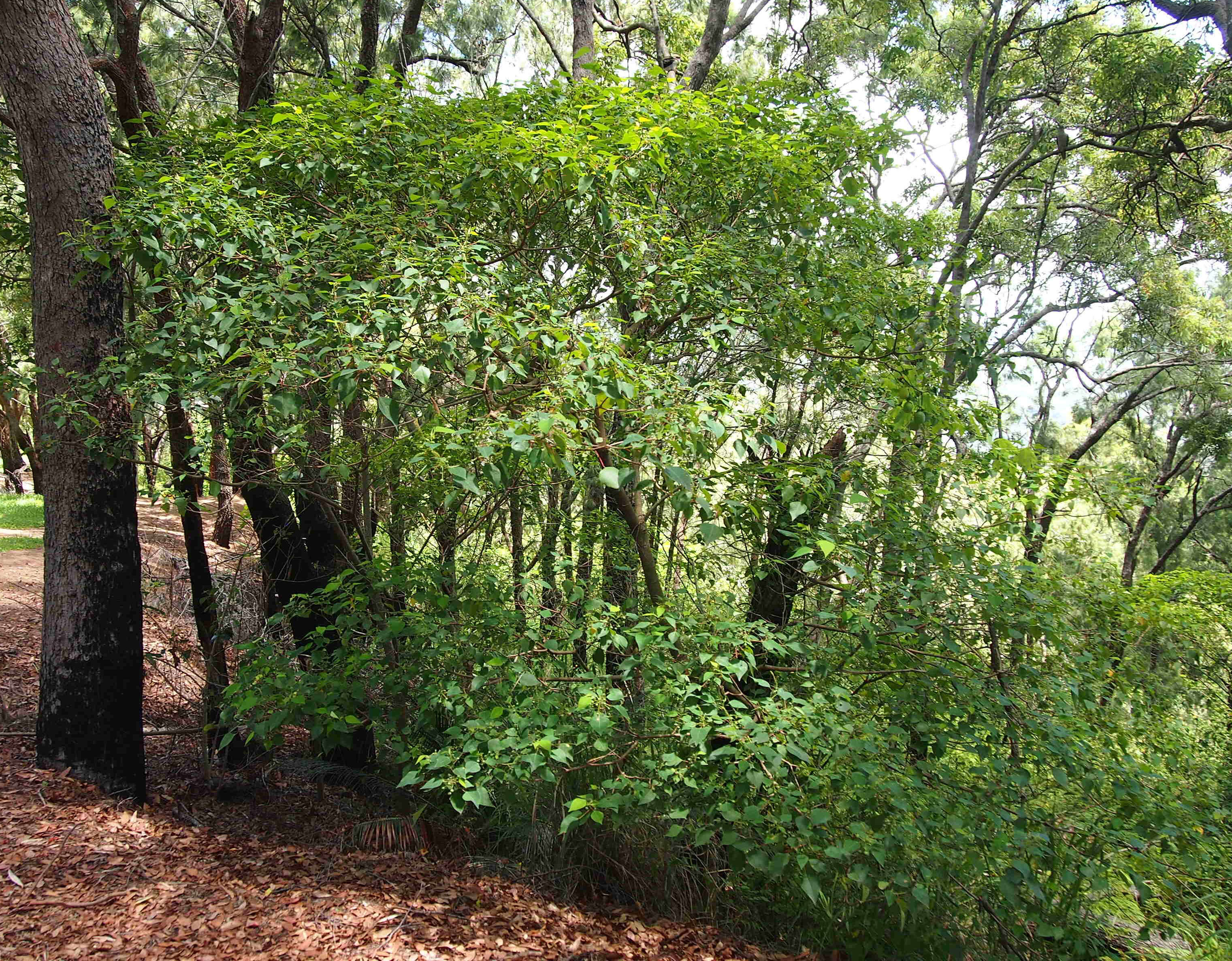 Sivun Homalanthus nutans (G. Forst.) Guill. kuva