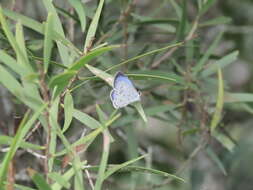 Image of Acytolepis puspa myla (Fruhstorfer 1909)