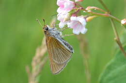 Image of Two-spotted Skipper