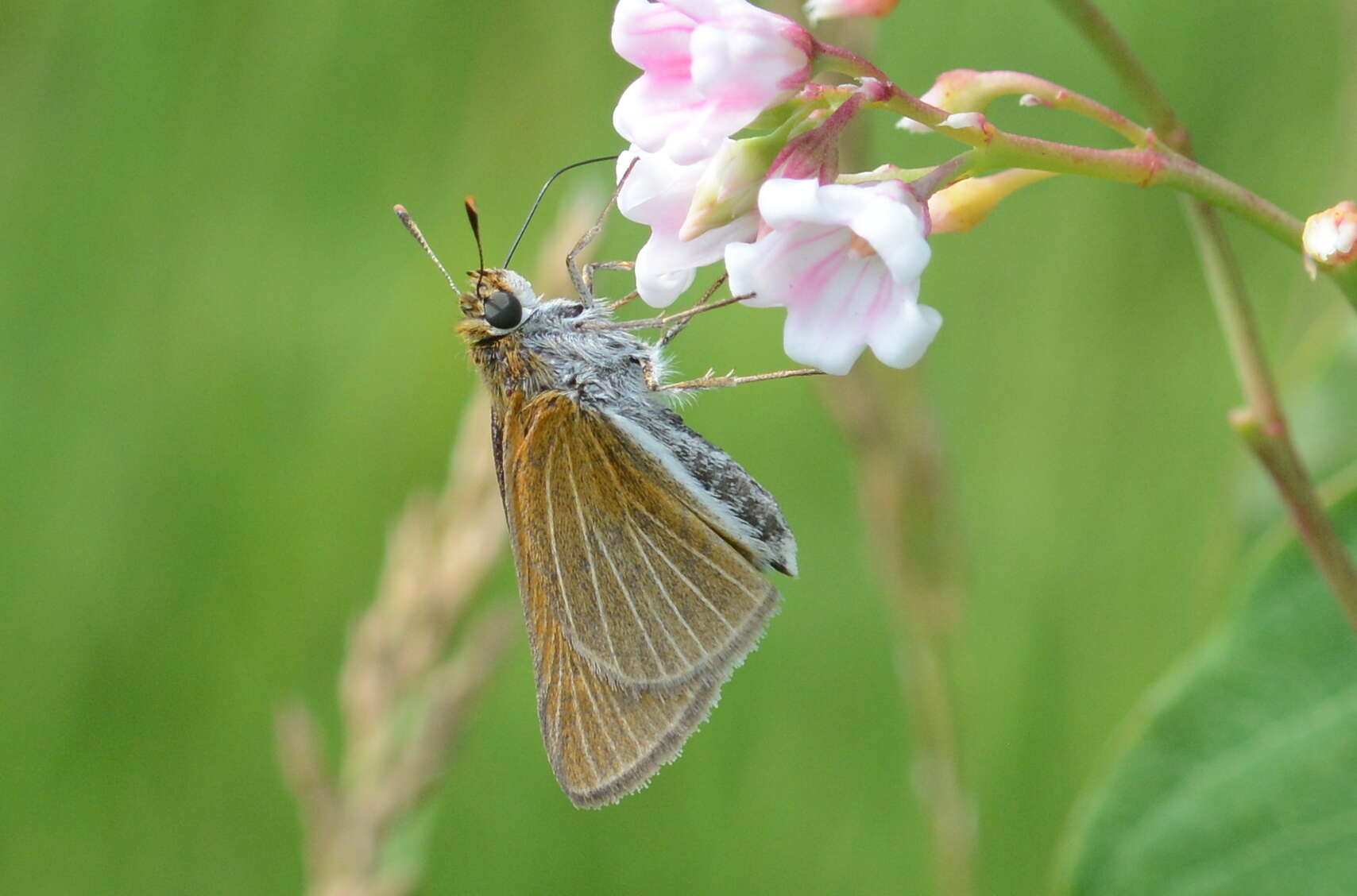 Image of Two-spotted Skipper