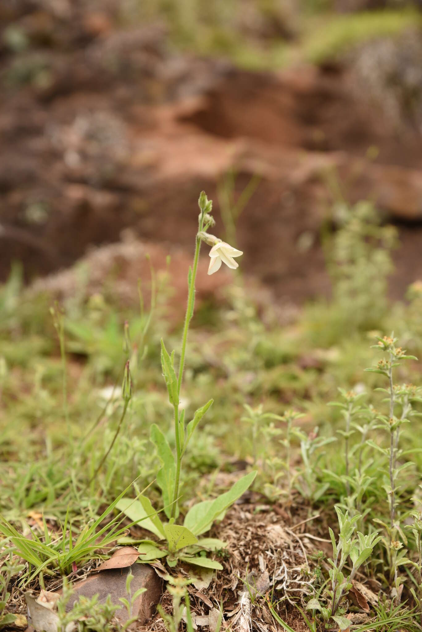 Image of Nicotiana bonariensis Lehm.