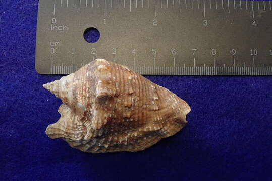 Image of Hawk-wing conch