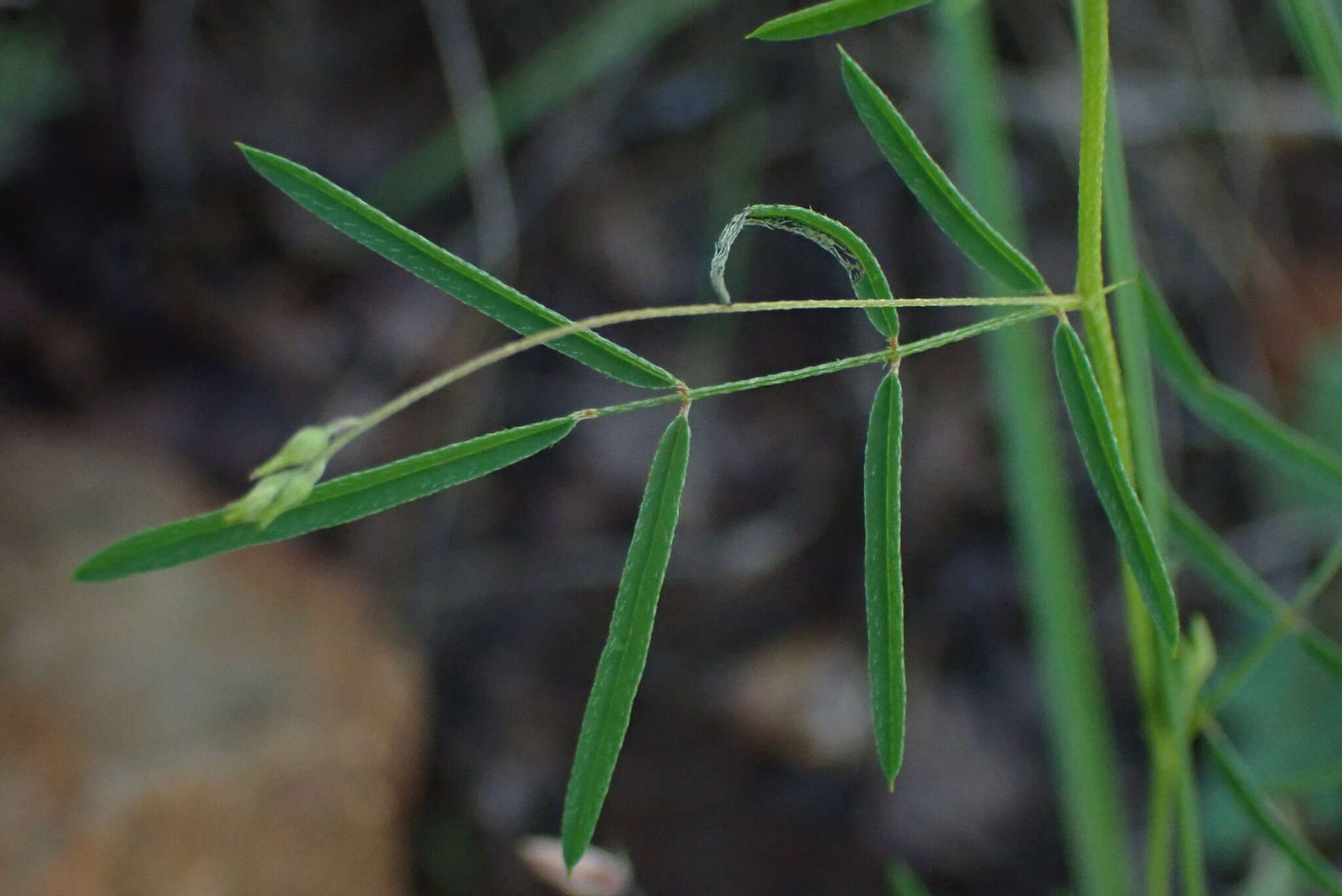 Image of Indigofera filipes Harv.