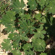 Image of hollowleaf annual lupine