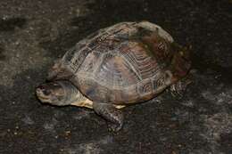 Image of Indian black turtle