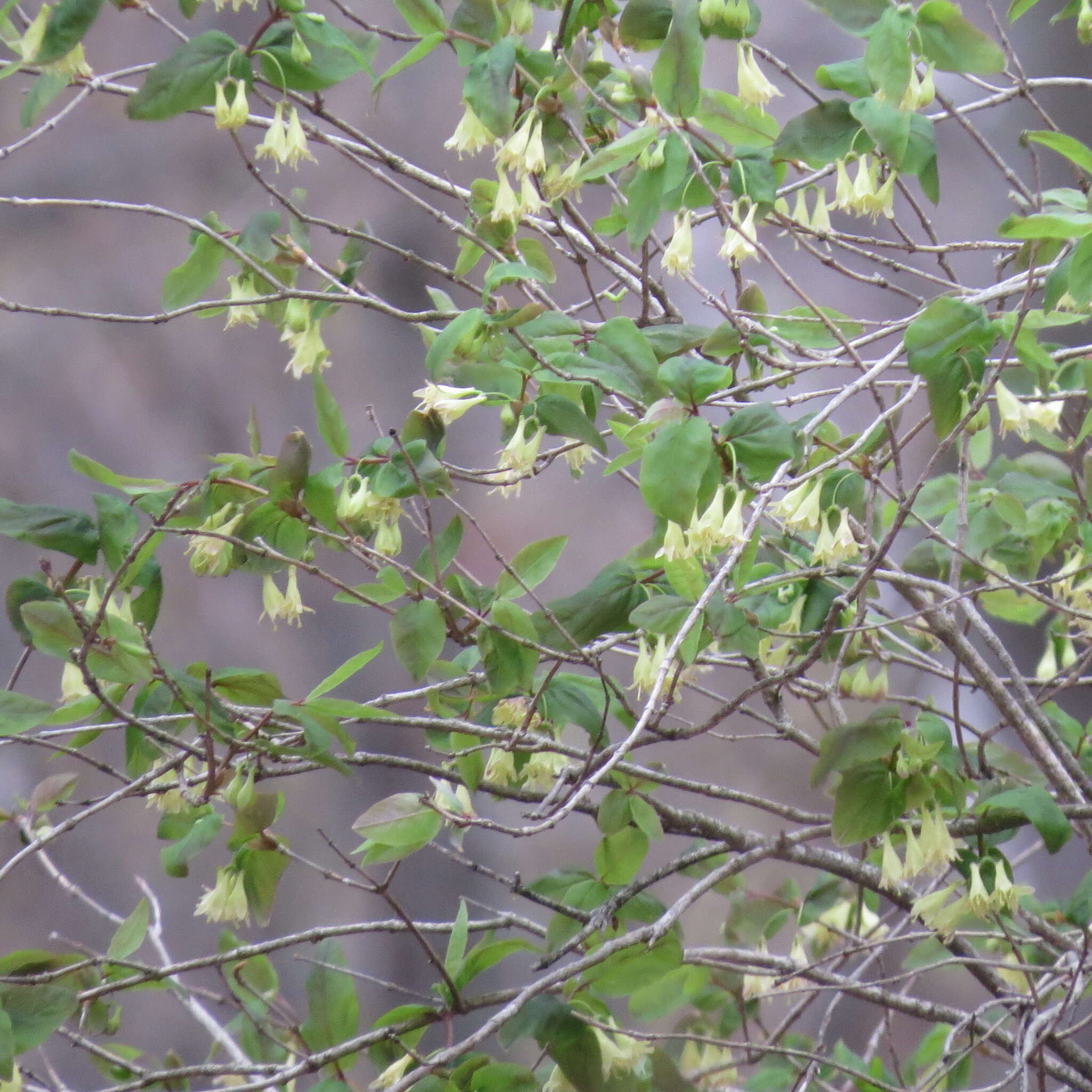 Image de Lonicera canadensis Bartr. ex Marsh.