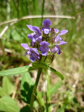 Image of common selfheal