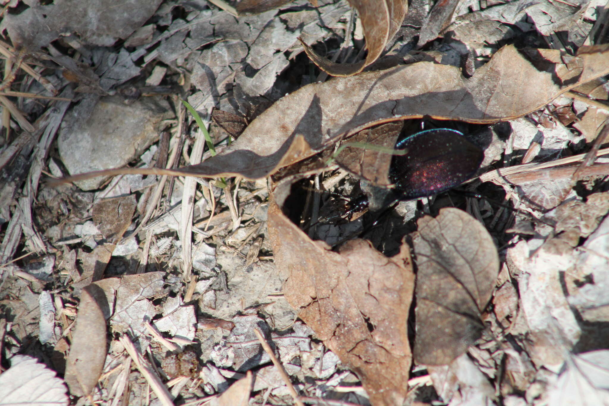 صورة Scaphinotus (Scaphinotus) elevatus (Fabricius 1787)