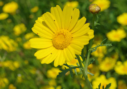 Image of Crown daisy