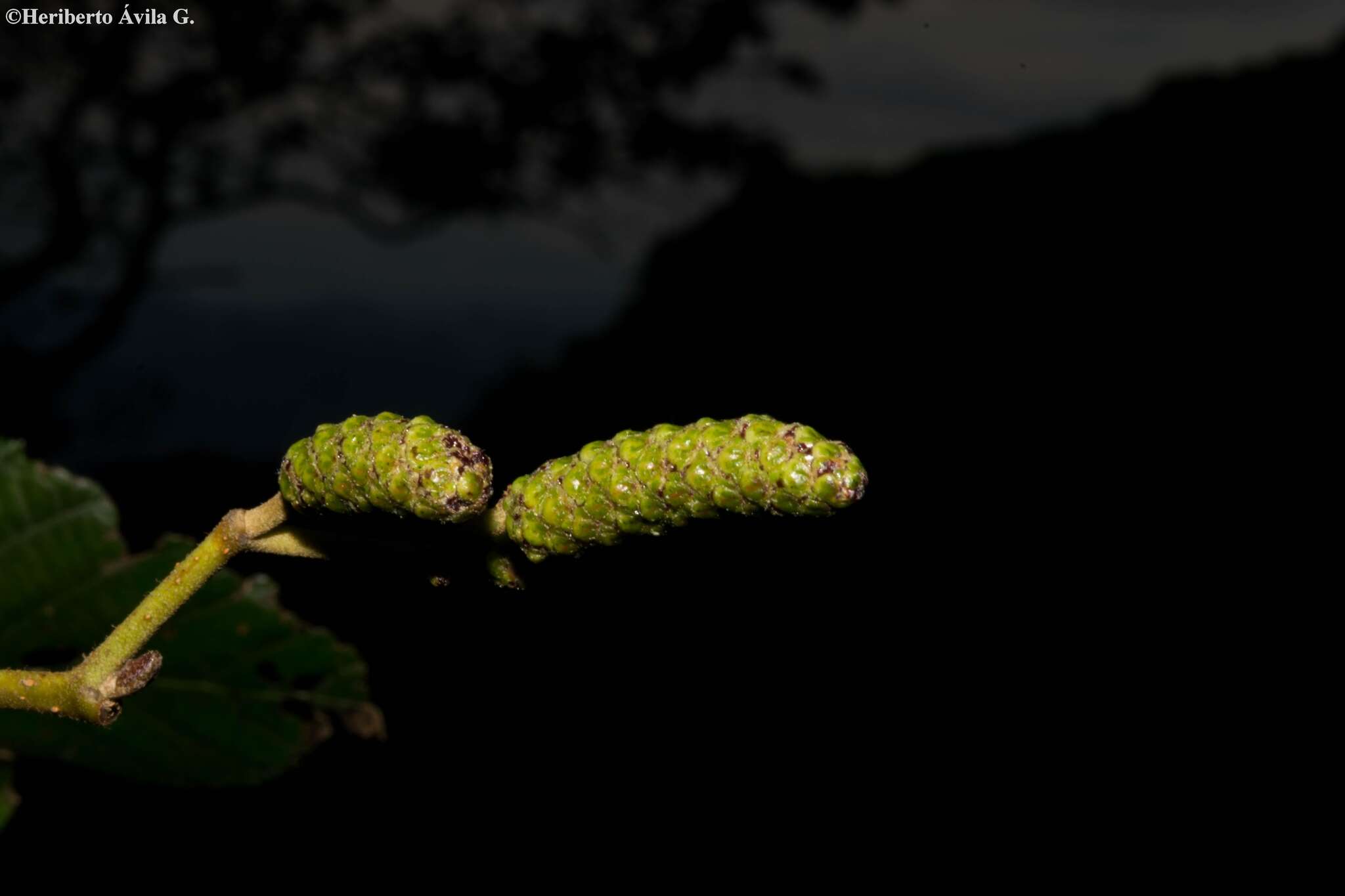 Imagem de Alnus jorullensis Kunth