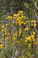 Imagem de Hypericum empetrifolium subsp. empetrifolium