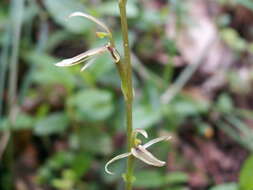 Sivun Cyrtostylis reniformis R. Br. kuva