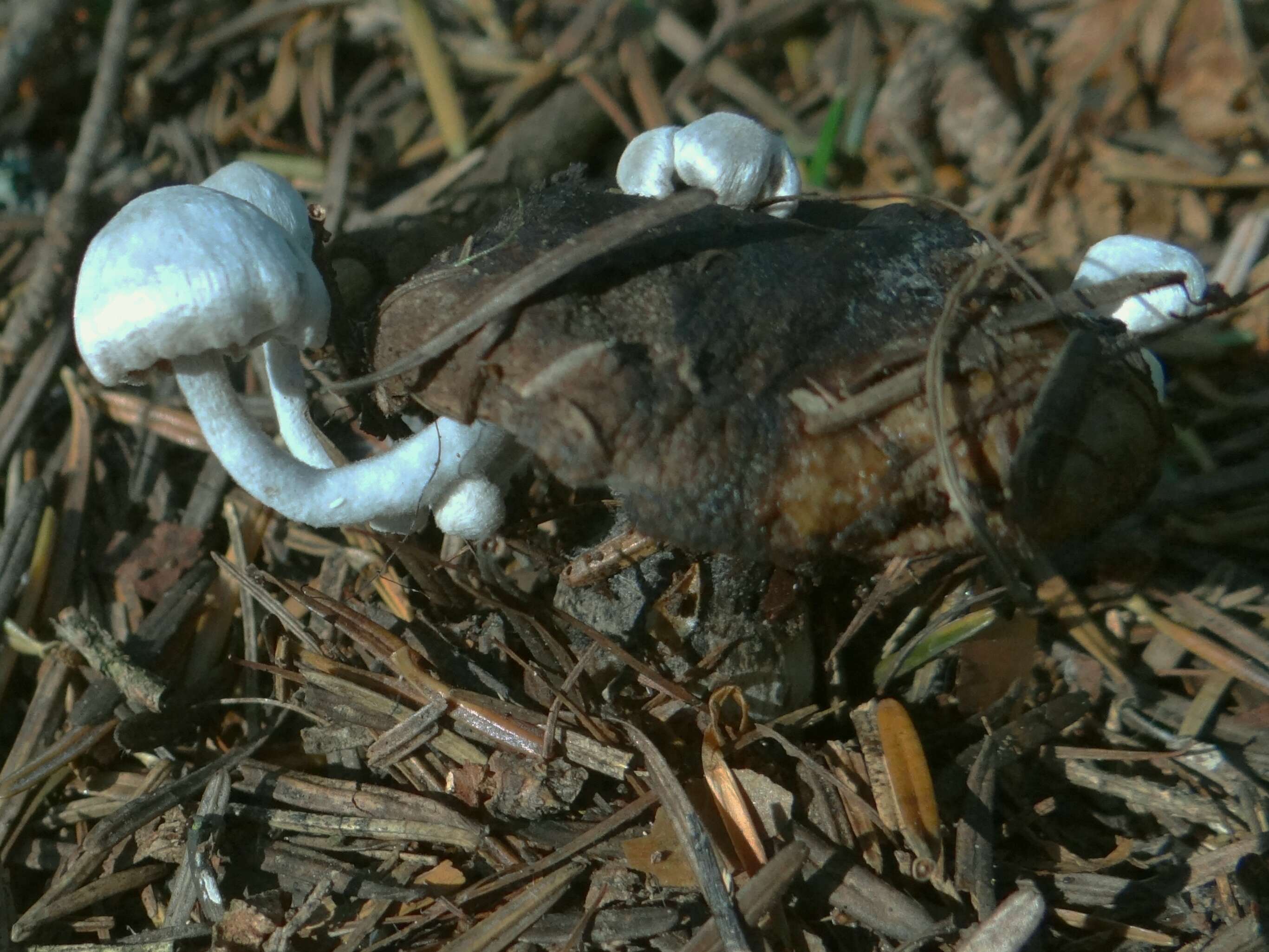 Image of Asterophora parasitica (Bull.) Singer 1951