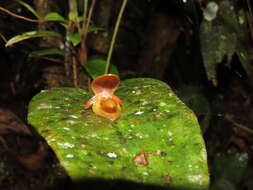 Image of Pleurothallis giraldoi Luer
