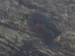 Image of Orange-breasted Falcon