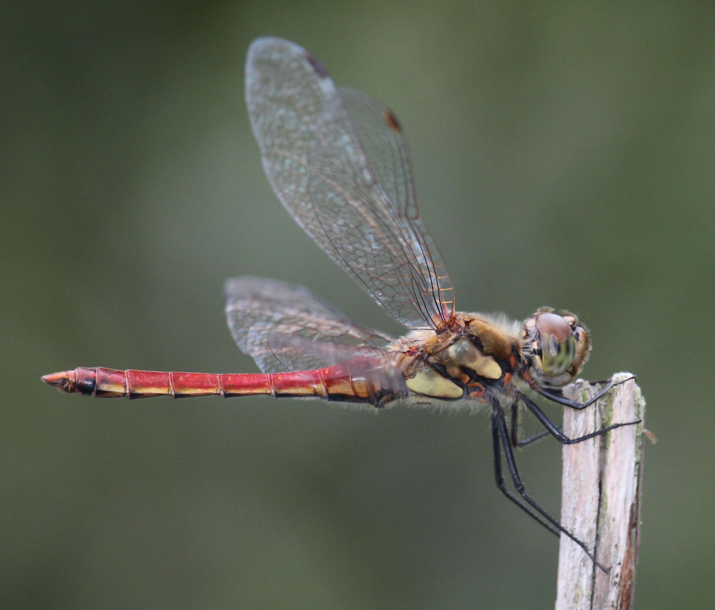 Image of Autumn darter