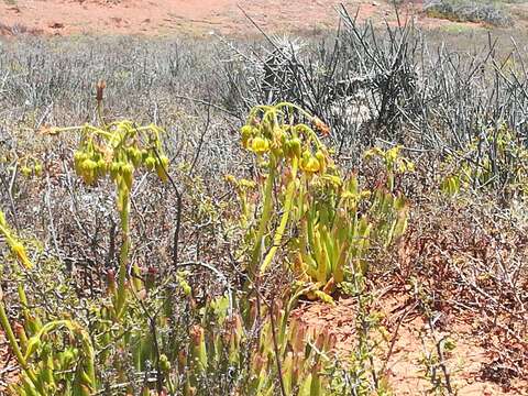 Image of Cotyledon campanulata Marloth