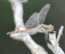 Image of Autumn darter