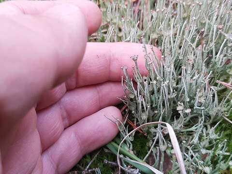 Image of Cladonia gracilis subsp. gracilis