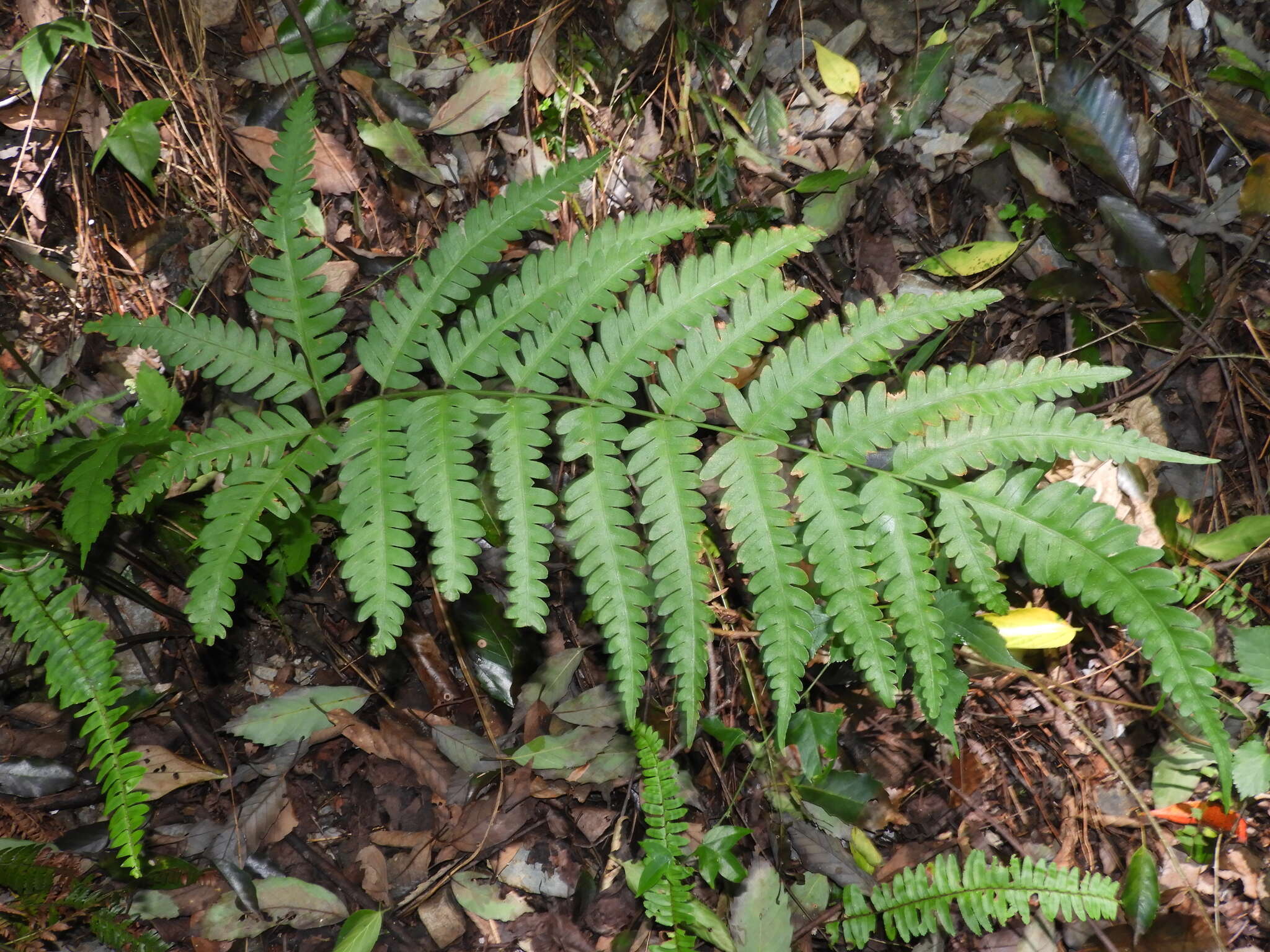 Plancia ëd Pteris biaurita L.