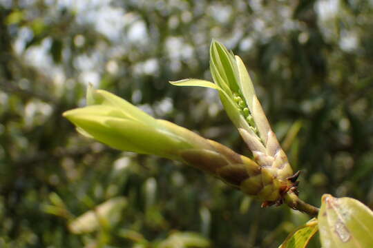 Cinnamomum yabunikkei H. Ohba resmi