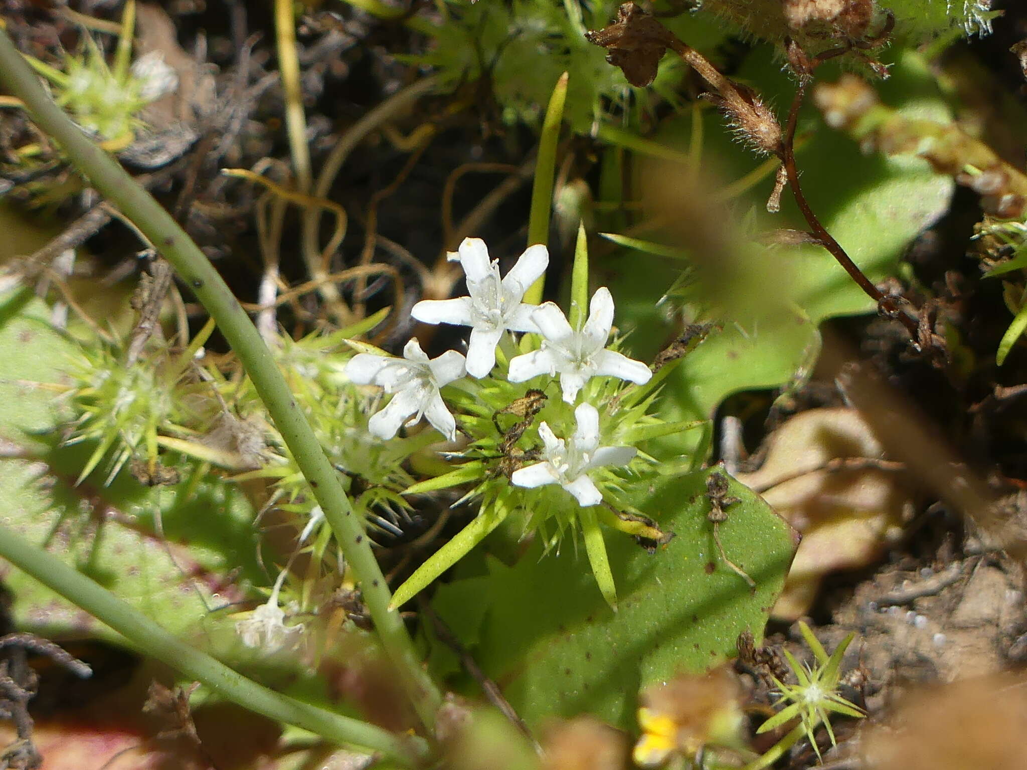 Image of whitehead navarretia