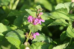 Image of spotted dead-nettle