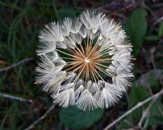 Image of Piloselloides cordata (Thunb.) C. Jeffrey