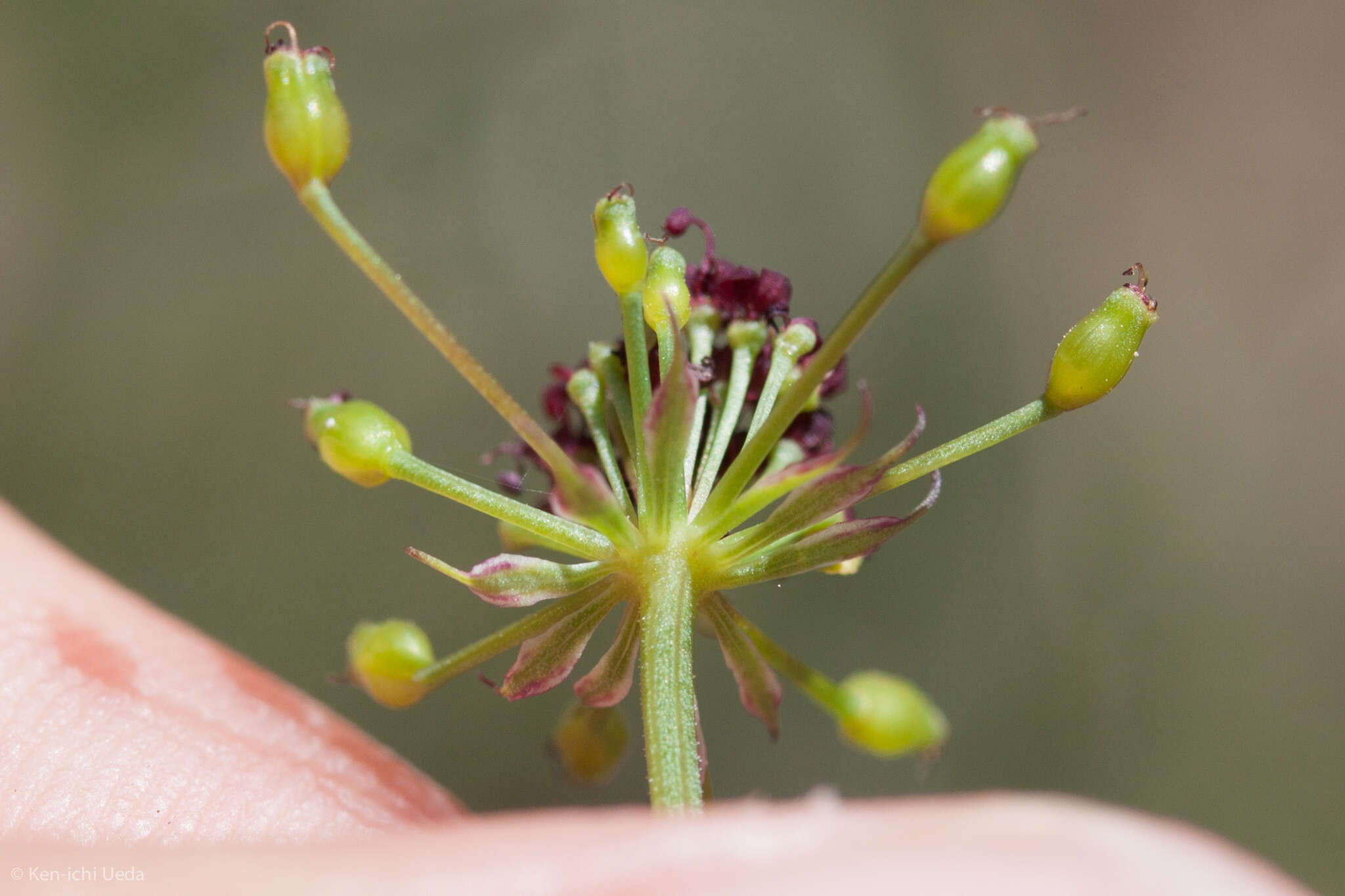 Image of butte desertparsley