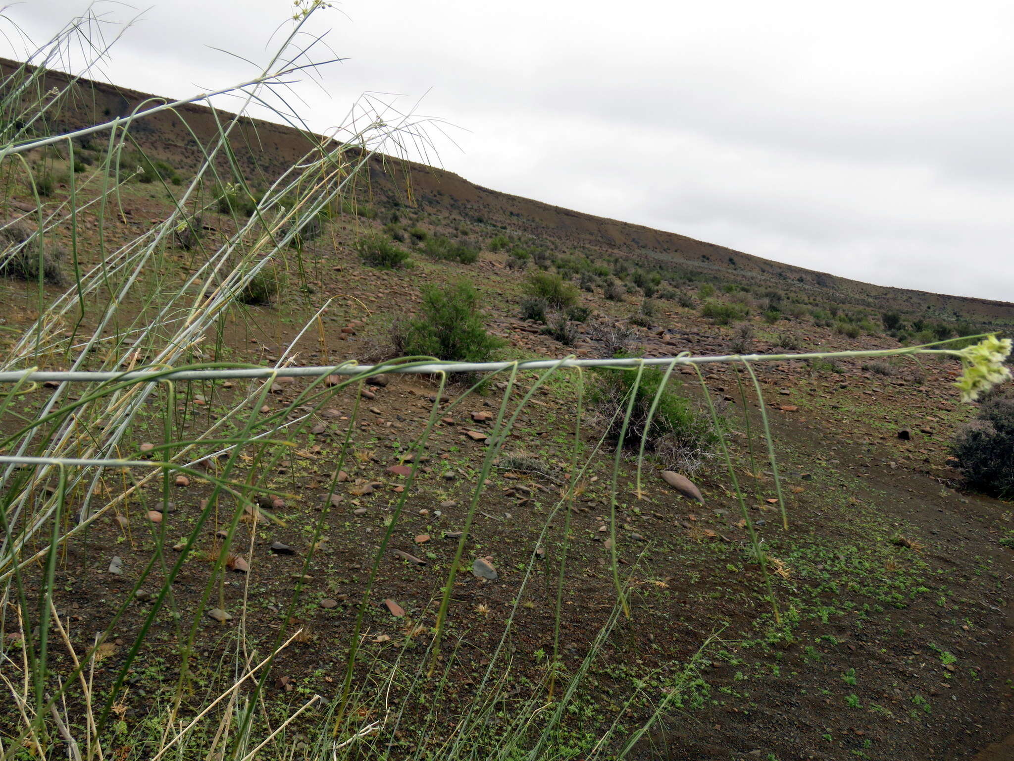 Sivun Gomphocarpus filiformis (E. Mey.) D. Dietr. kuva