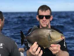 Image of Bridle Triggerfish