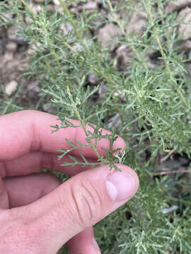 Image of Michaux's wormwood