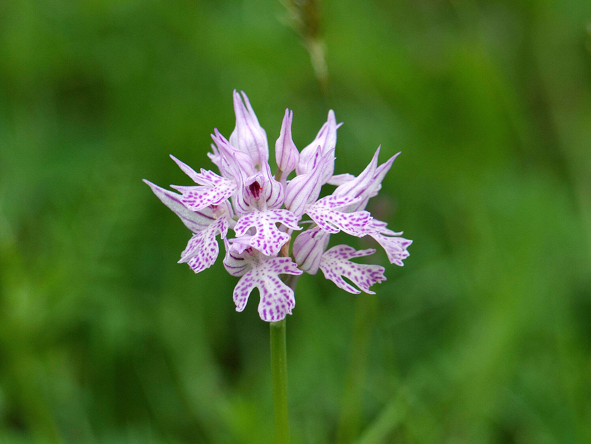 Image of Three-toothed orchid