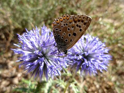 Image of southern globethistle