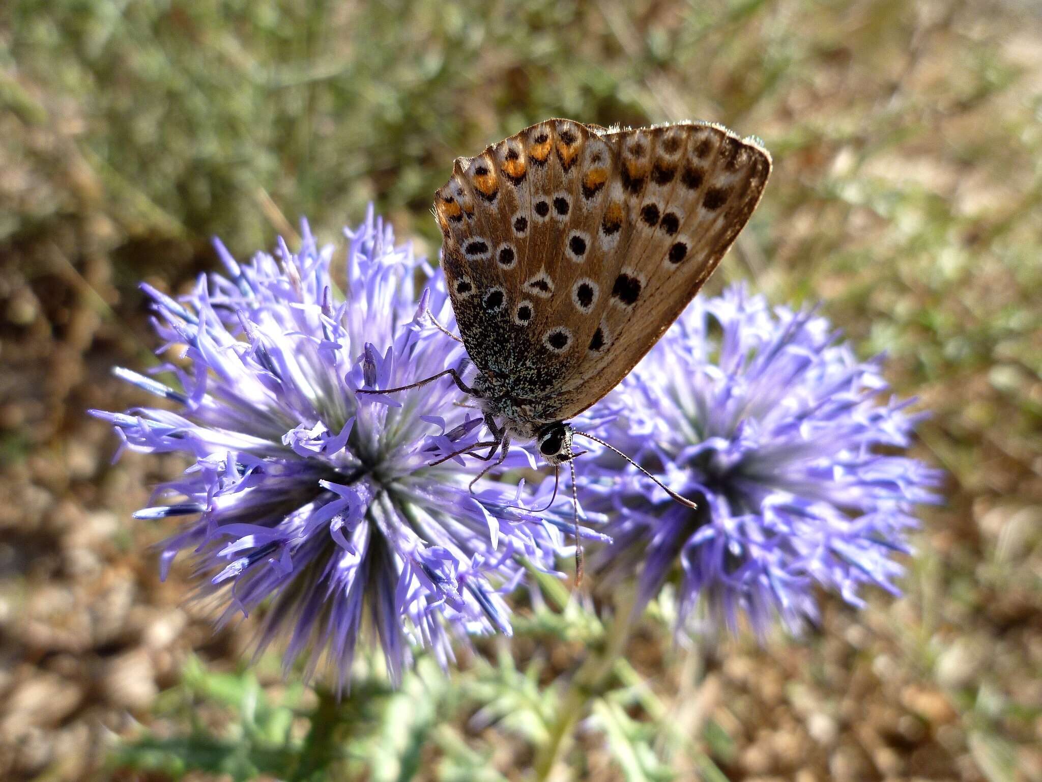 Image of southern globethistle