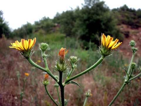 Picris hieracioides L. resmi