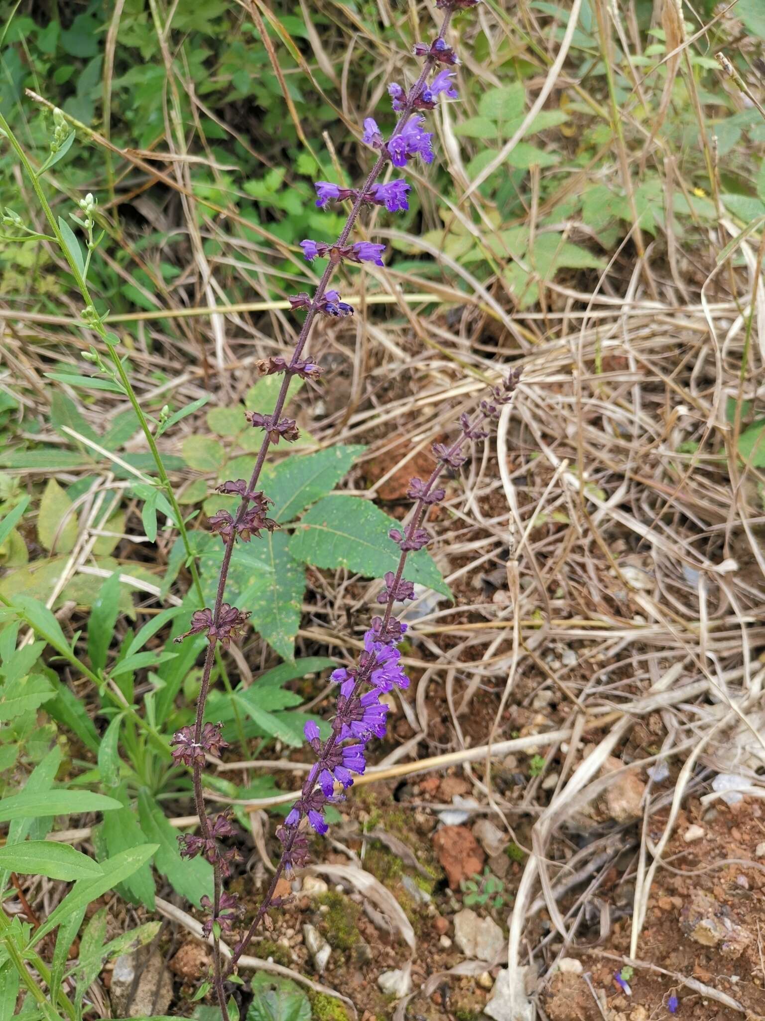 Image of Salvia japonica Thunb.