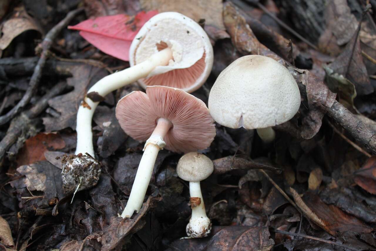 Image of Agaricus leptocaulis Kerrigan 2016