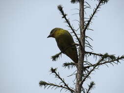 Image of Red Tanager