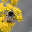 Image of Yellow-banded Bumblebee