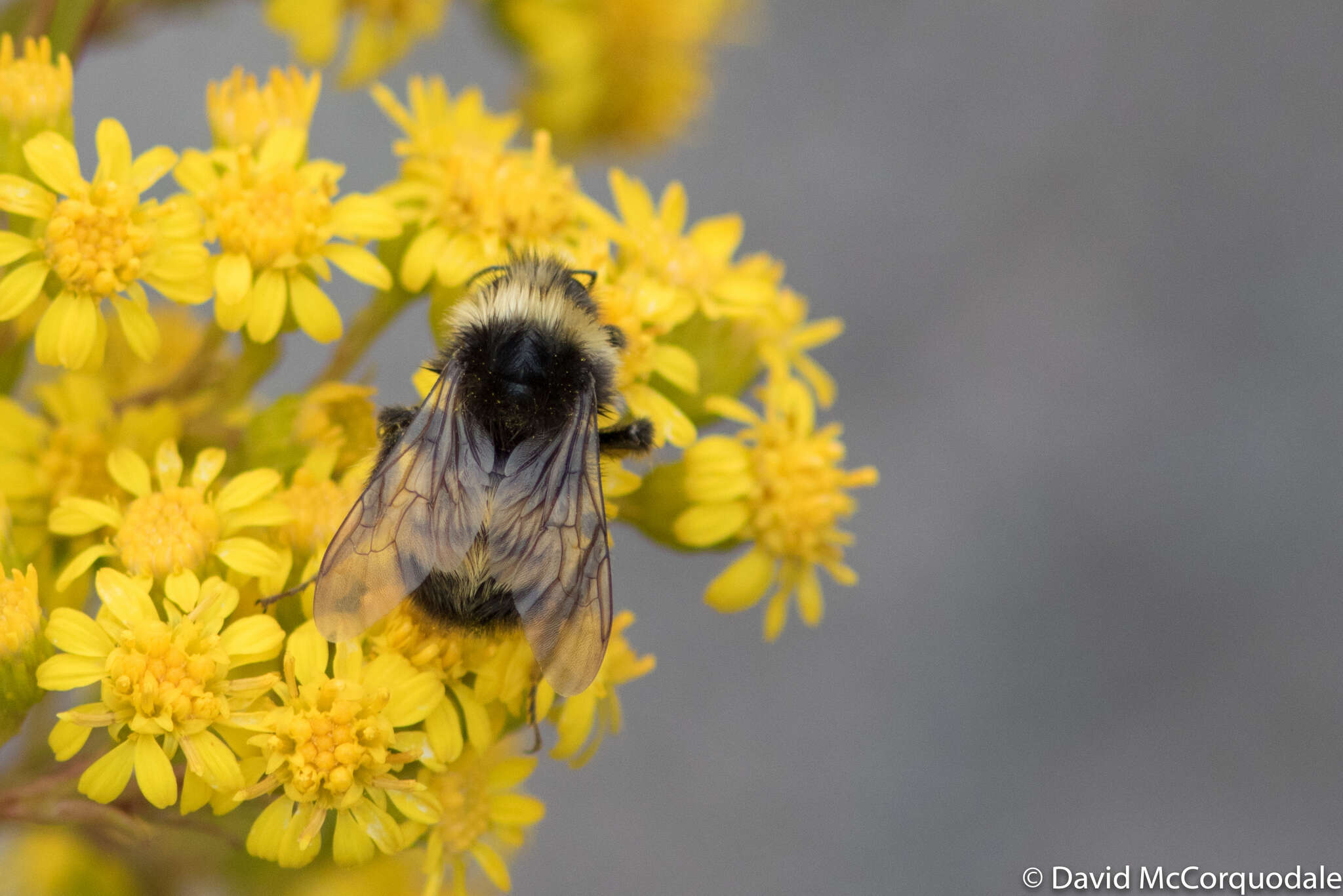 Image of Yellow-banded Bumblebee