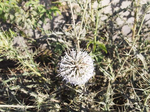 Image of Indian Globe Thistle