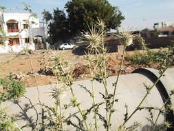 Image of Indian Globe Thistle