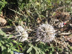 Image of Indian Globe Thistle