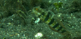 Image of Sphinx goby