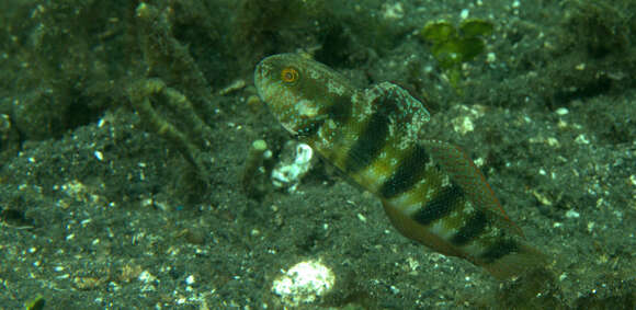 صورة Amblygobius sphynx (Valenciennes 1837)