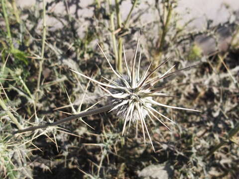 Image of Indian Globe Thistle