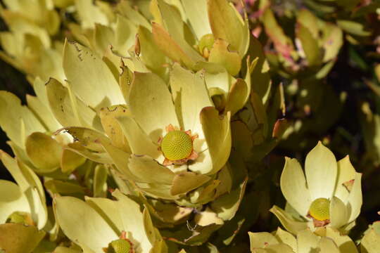 Image of Leucadendron gandogeri Schinz ex Gand.