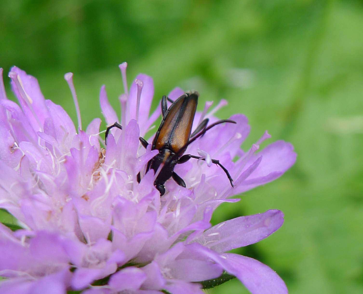 Image of Black-striped Longhorn Beetle