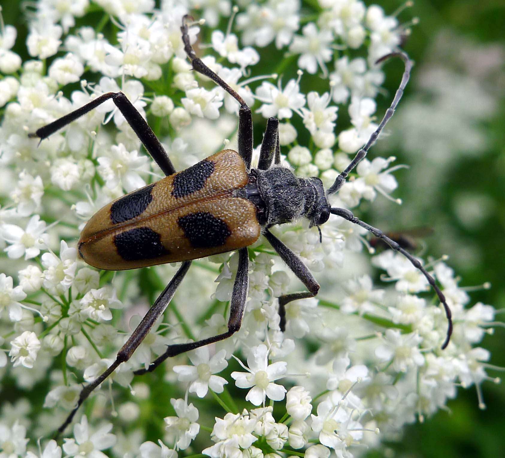 Image of Pachyta quadrimaculata (Linné 1758)